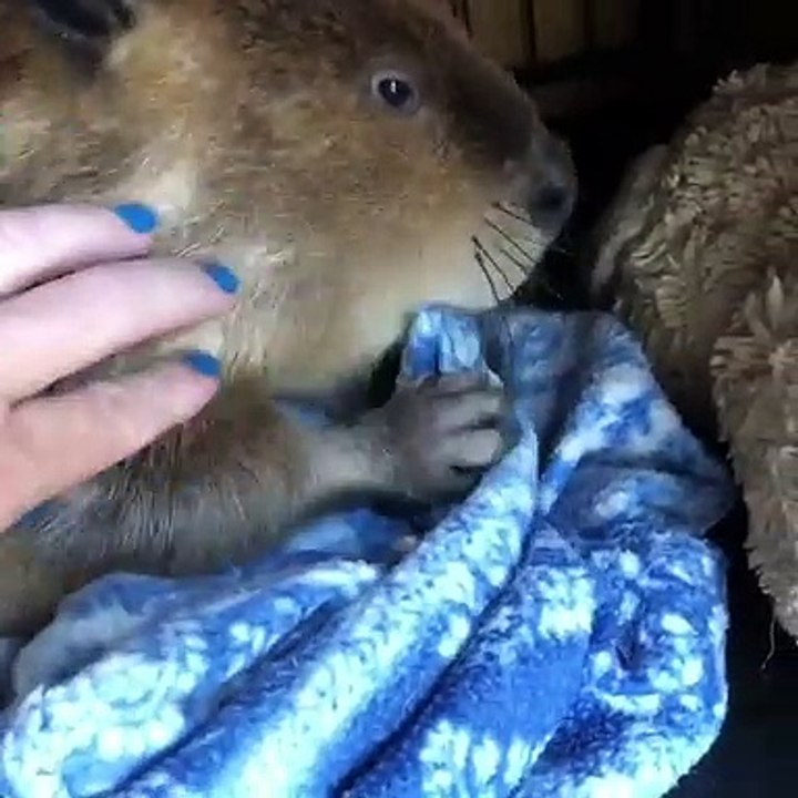 Oh mon Dieu! Ceci sera la chose la plus mignonne que vous aurez jamais vu!