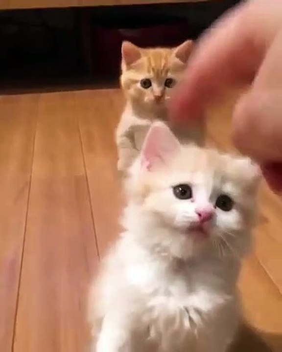 Quand de mignons petits chiots se mettent à la danse. Voici ce que ça donne !