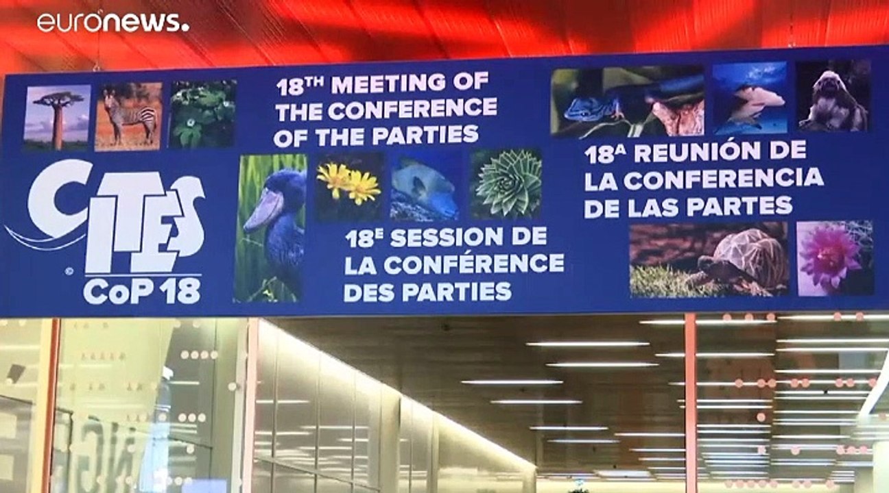 Kein Hai in der Suppe: CITES schützt 18 Hai- und Rochenarten