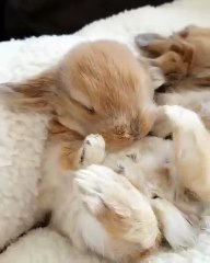 Regardez ce que fait ce lapinou quand il dort. Trop cute !