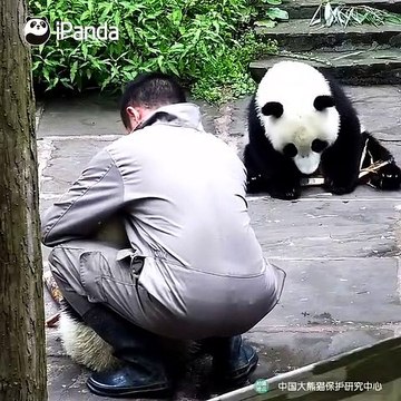 Regardez ce que ce bébé panda va faire à sa sœur. Hilarant !