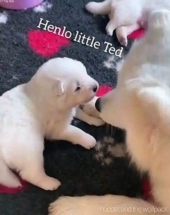 Ce chiot n'aime pas quand sa maman le nettoie. Marrant !