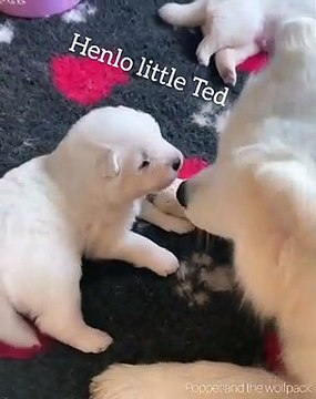 Ce chiot n'aime pas quand sa maman le nettoie. Marrant !