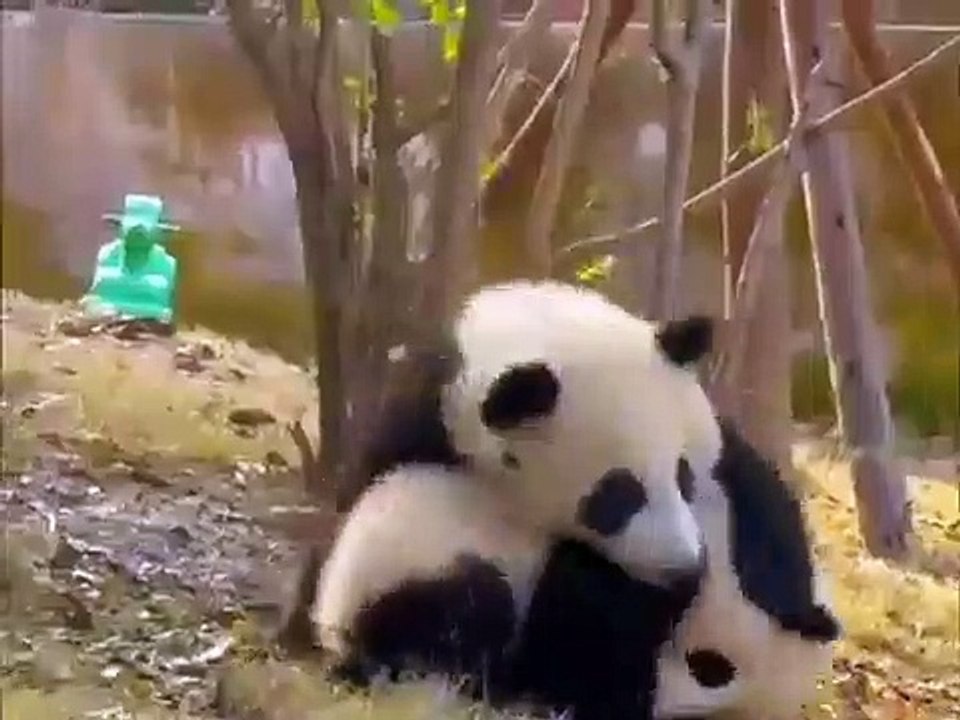 Ce panda n'aime pas quand sa sœur veut partir. Regardez ce qu'il lui fait !