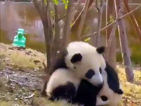Ce panda n'aime pas quand sa sœur veut partir. Regardez ce qu'il lui fait !