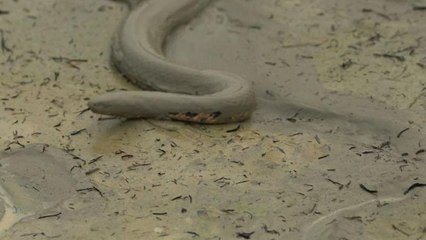 آتش در آمازون «فقط مارها زنده ماندند»