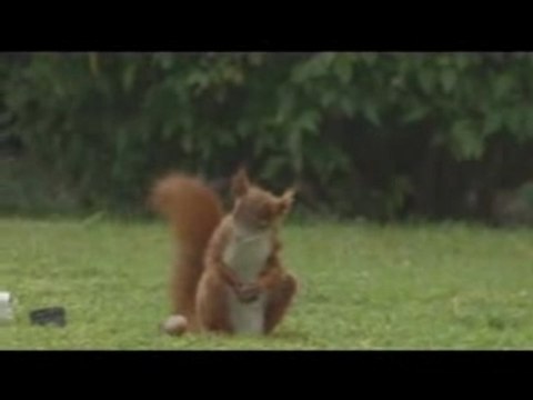 PUB SUR L'ECUREUIL QUI JOUE AU FOOT