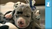 Tiny Great Dane Puppies Jingle Your Bells - Puppy Love