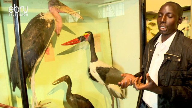 How To Differentiate Herons, Bitterns, and Egrets