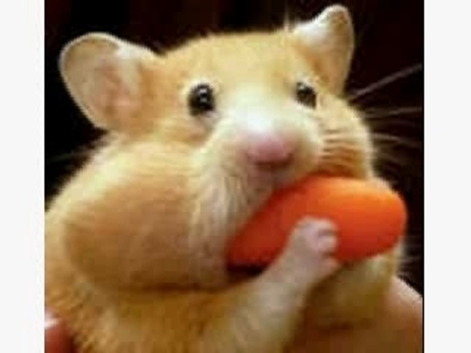 Koreus avatar hamster