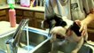 Funniest Pets Taking Baths Home Videos of 2017  Compilation - Funny Pet Videos