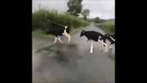 Des vaches ont peur des lignes blanches sur la route ! Réaction adorable
