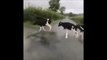 Des vaches ont peur des lignes blanches sur la route ! Réaction adorable
