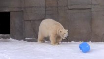 Cet ours polaire s'amuse comme un fou... avec un bidon