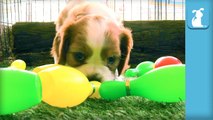 Precious Cavalier Puppies Bowl a 300- Perfect Game- - Puppy Love