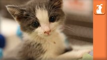 Cutest Kitten Meow EVER - Kitten Love