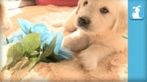 Fluffy Golden Retriever Puppy Loves Flowers - Puppy Love