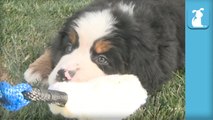 I Dare You Not To Smile At These Floppy Bernese Mountain Dog Puppies- - Puppy Love