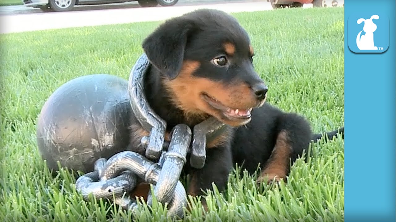 Rottweiler Puppy Gets The Ol’ Ball And Chain- – Puppy Love