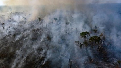 Why the Amazon Fires Are Surging