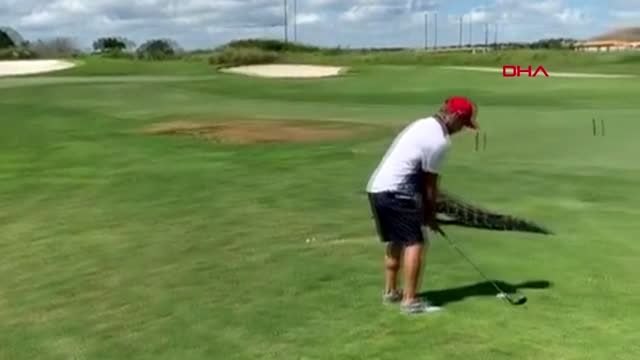 Timsaha rağmen golf oynamaya devam etti