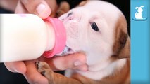 Wrinkly Bulldog Puppies BOTTLE FEEDING- - Puppy Love