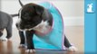Infant Pitbull Puppies In Baby Bibs- - Puppy Love