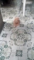 cuidador de cachorro - what beautiful family dog...so happy to see you!