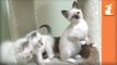 Fluffy Siamese Kittens BITE THEIR TAILS... Repeatedly- - Kitten Love