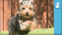 Prancing Yorkie Puppies Make Your Day Great- - Puppy Love