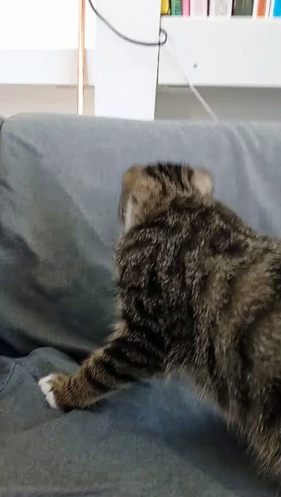 Cute Googly Eyed  Kitty