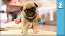 Pug Puppy Wearing Rainbow Sock- - Puppy Love