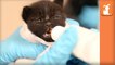 The Kitten Nursery Saves 1,900 Newborn Kittens