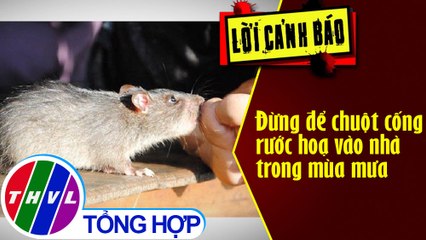 THVL | Đừng để chuột cống rước hoạ vào nhà trong mùa mưa