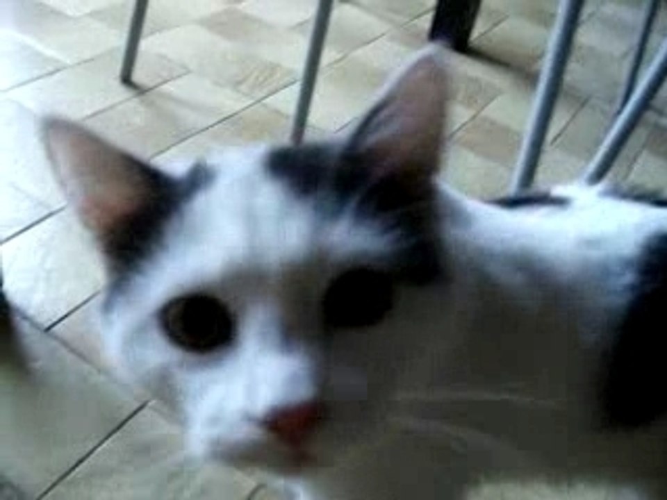 croquette