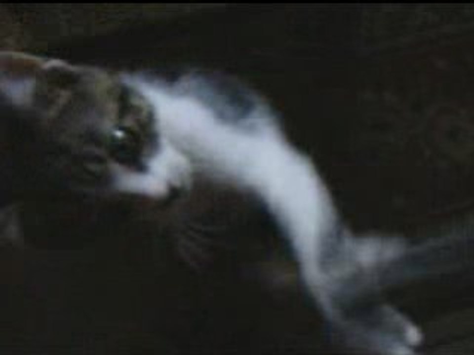 Filou clip