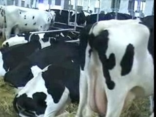 Terralies 2008 l etable