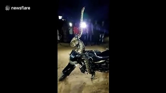 Quand un python de 3m squatte sur ta moto au parking... Serpent