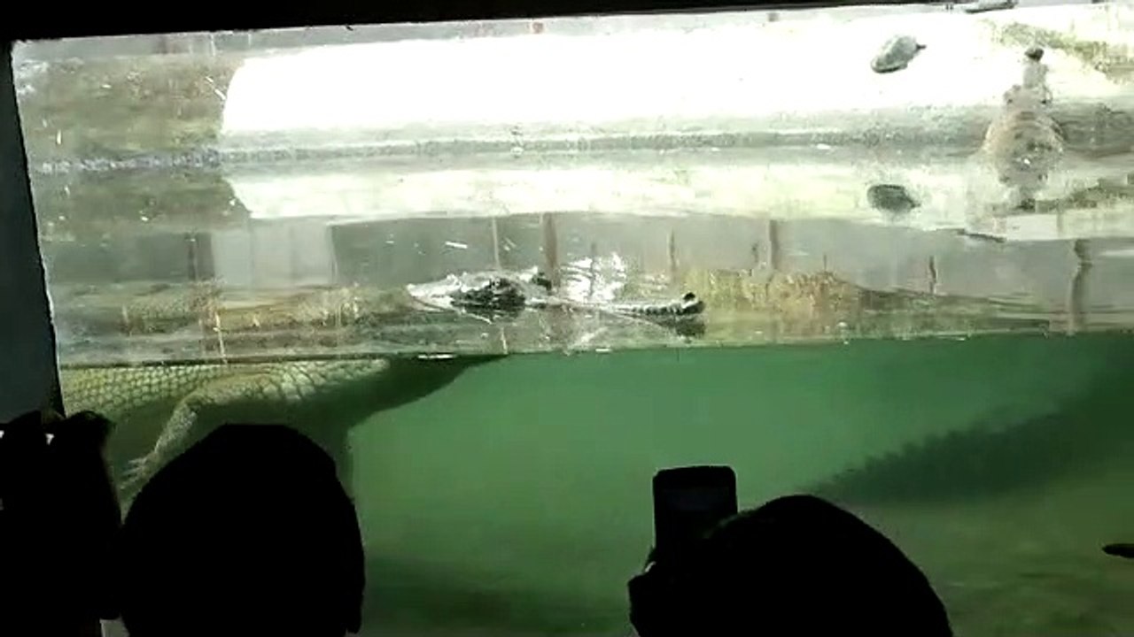 Crocodile In Zoo