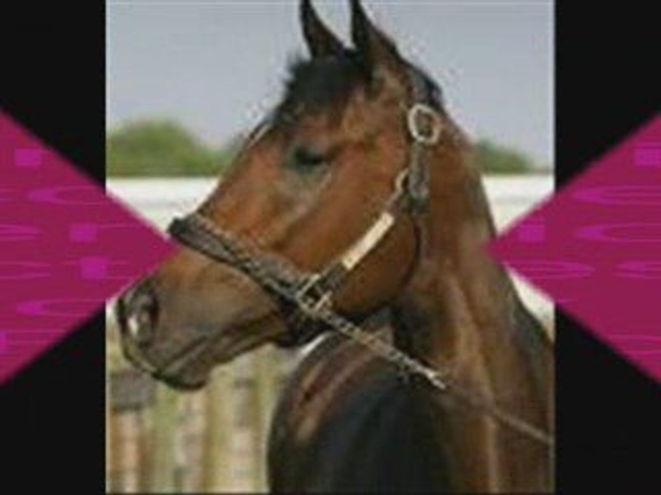 Barbaro...un cheval exceptionnel