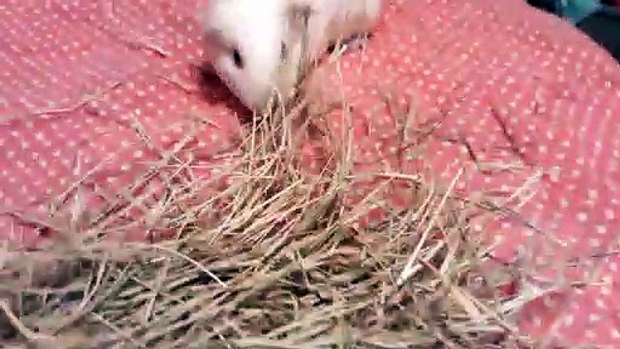Pretty Guinea Pigs Wheeking