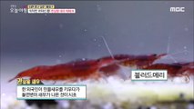 [LIVING] Ornamental shrimp business,생방송 오늘 아침 20190827