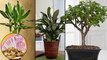 Magical Indoor Plants To Attract Love, Joy And Prosperity || ఈ మొక్కలు మీరు ఇంట్లో పెంచారో!!