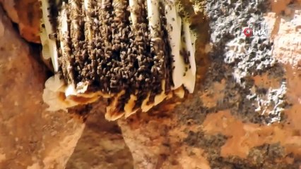 Doğa sevdalısı yaban hayatı gözlüyor