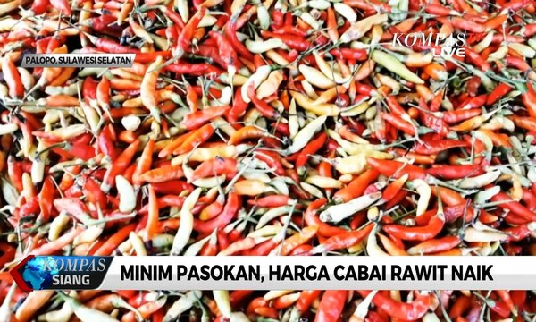 Minim Pasokan, Harga Cabai Rawit di Palopo Naik