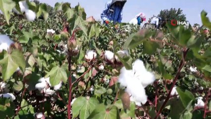 Araban Ovası’nda beyaz altının hasadına başlandı