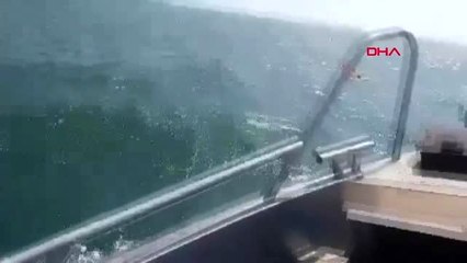 Sarı deniz yatağı hayatını kurtardı