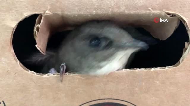 Üsküdar'da yere düşen üç Ebabil kuşu, Çamlıca Camii'nin çatısından gökyüzüne salındı