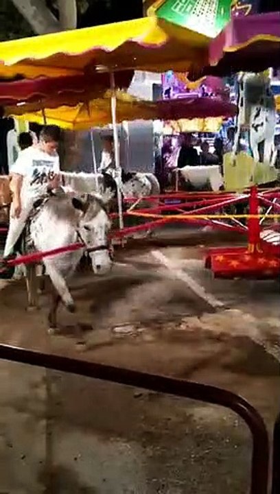 Une polémique autour d'une manège à poneys