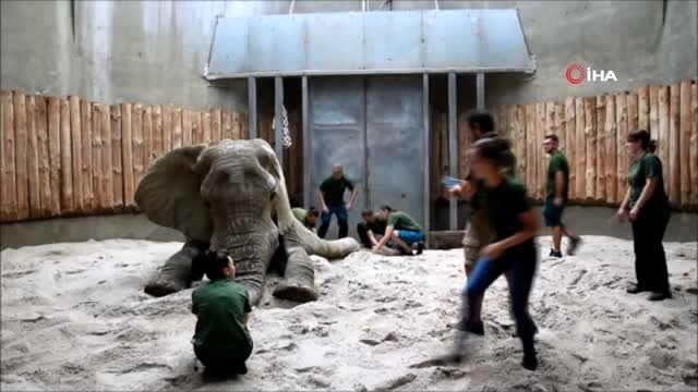 - Polonya'da 5,5 tonluk filin dişi ameliyatla çekildi